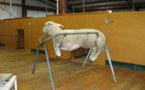 Cradle-used-to-restrain-sheep