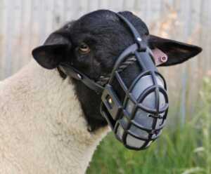 Muzzles animals tools