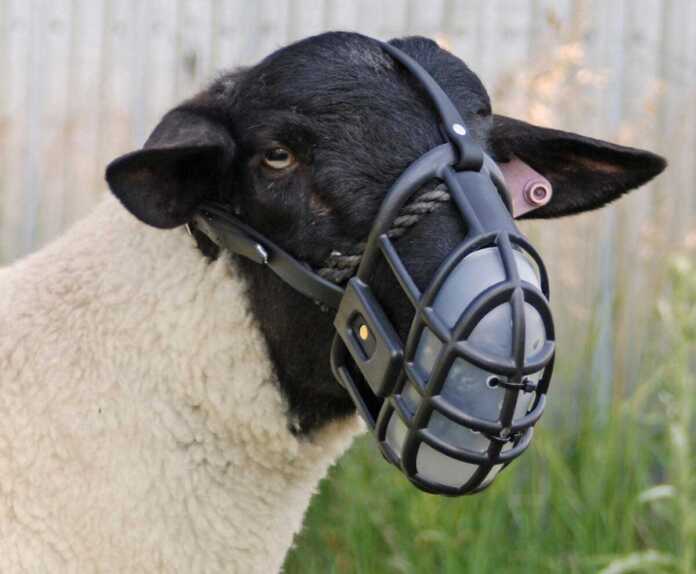 Restraining Tools 12 Restraining tools used in animals production and their uses