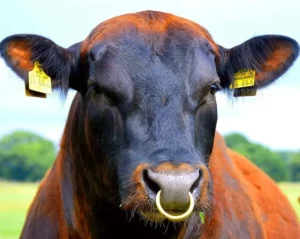 bull nose ring - How To Farms